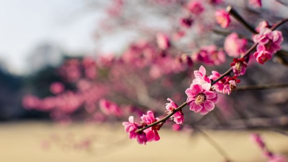 机制沙生产线多少钱